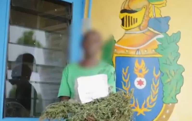 Trafic de stupéfiants : une vaste plantation clandestine de cannabis de 3 hectares découverte à Kango
