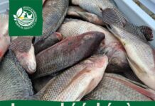 Le Marché Éphémère fait son grand retour : trois dates pour relancer la dynamique locale