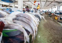 Gabon : l’économie bleue, nouveau cap stratégique pour sortir de la dépendance pétrolière